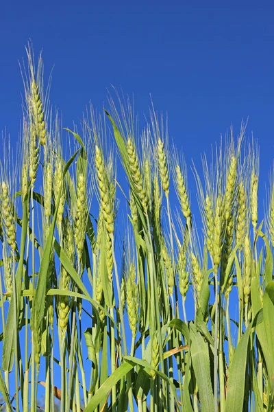 Rye ears in the field — Stock Photo, Image