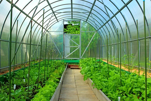 Gemüsegewächshäuser aus transparentem Polycarbonat lizenzfreie Stockfotos
