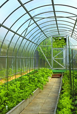 Vegetables in greenhouse clipart