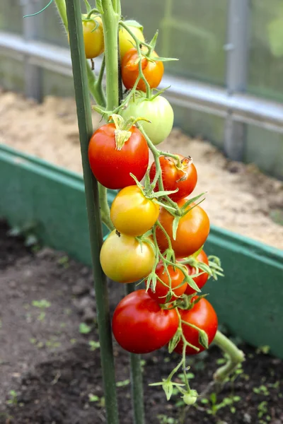 Red tomatoes growing in a greenhouse — Stock Photo, Image