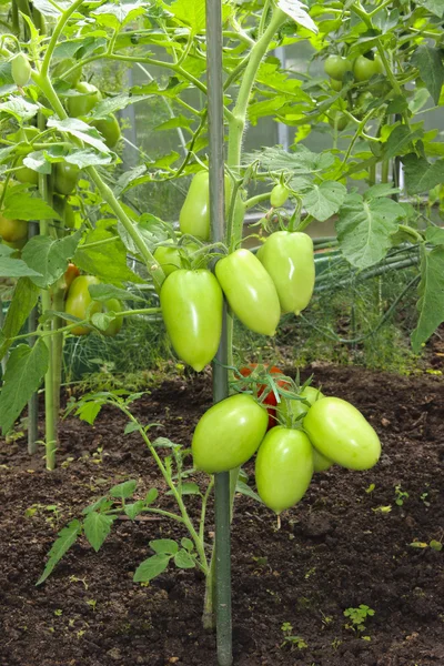 Tomates verdes que crecen en un invernadero —  Fotos de Stock