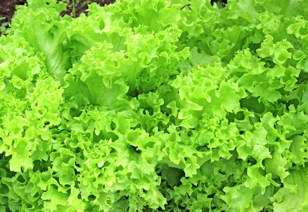 Background of corrugated leaves of the lettuce — Stock Photo, Image