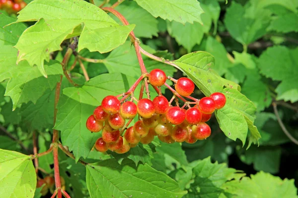 Czerwone jagody viburnum na gałęzi — Zdjęcie stockowe