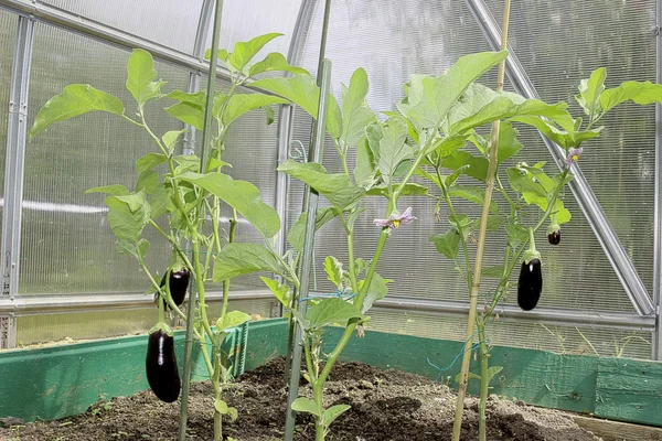 Padlizsán növények az üvegházban — Stock Fotó