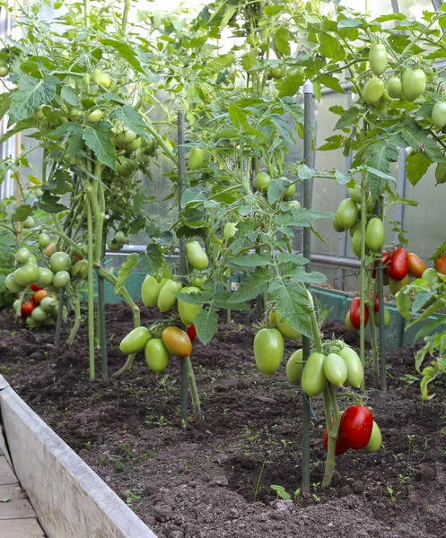Red and green tomatoes in a greenhouse — Stock Photo, Image