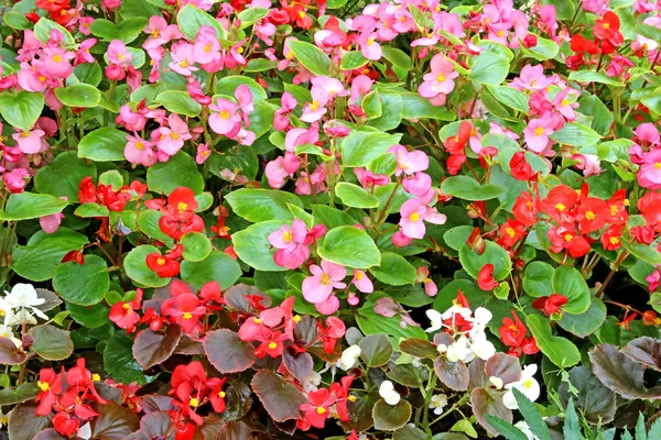 Flores begonias rojas y rosas — Foto de Stock