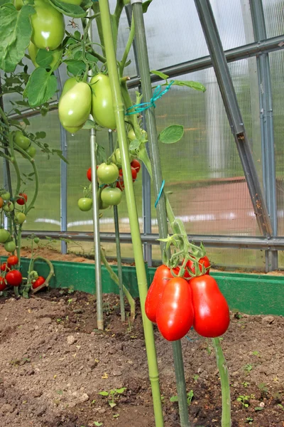 Червоні і зелені помідори на кущі в теплиці — стокове фото