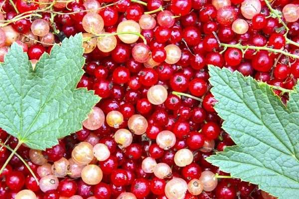 Hintergrund der vielen Beeren rote und weiße Johannisbeeren — Stockfoto