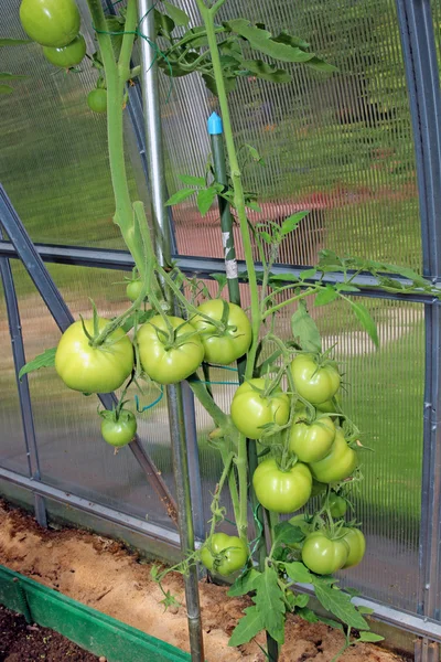 Bunch of green tomatoes on a branch growing in a greenhouse — Stock Photo, Image