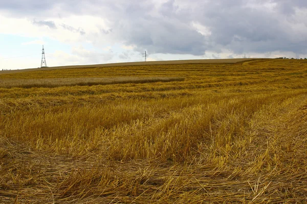 Harvesting ripe rye ears in a field — Stock Photo, Image