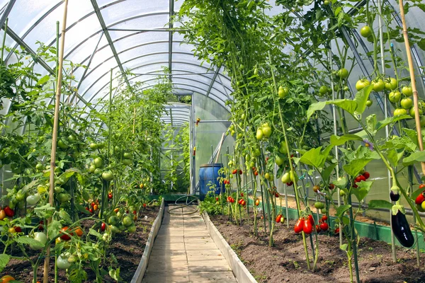 Groeiende tomaten in de serre gemaakt van polycarbonaat — Stockfoto