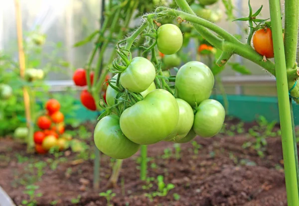 Bando de tomates verdes em um ramo que cresce em uma estufa — Fotografia de Stock