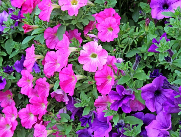 Fiori di petunie rosa e viola — Foto Stock