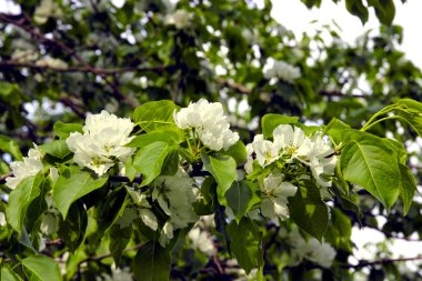 çiçekli armut ağacı dalı