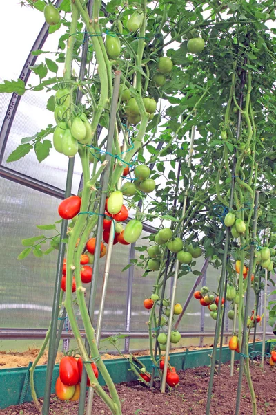 Bir serada kırmızı ve yeşil domatesler — Stok fotoğraf