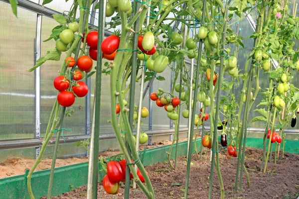 Red and green tomatoes in a greenhouse — Stock Photo, Image