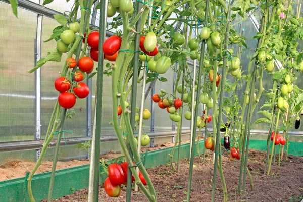 Tomates rojos y verdes en un invernadero — Foto de Stock