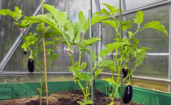 Plantas de berenjena en el invernadero — Foto de Stock