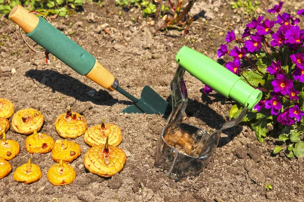 Bulbi germogliati di atterraggio di gladioli — Foto Stock