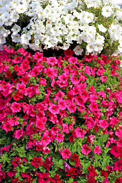 Flores de petunia rojas y blancas — Foto de Stock