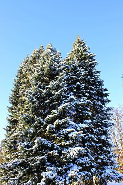 Big spruce in winter — Stock Photo, Image