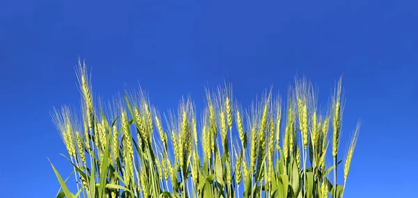 ライ麦の穂 — ストック写真