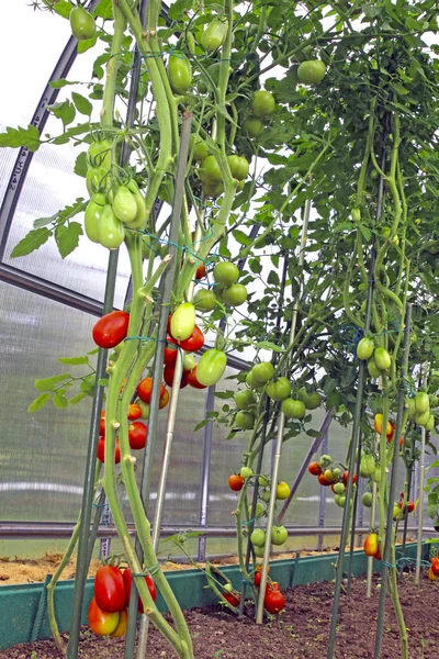 Tomates vermelhos e verdes em uma estufa — Fotografia de Stock