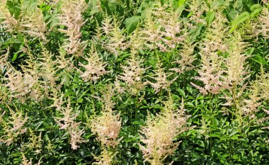 birçok çiçek, pembe astilbe