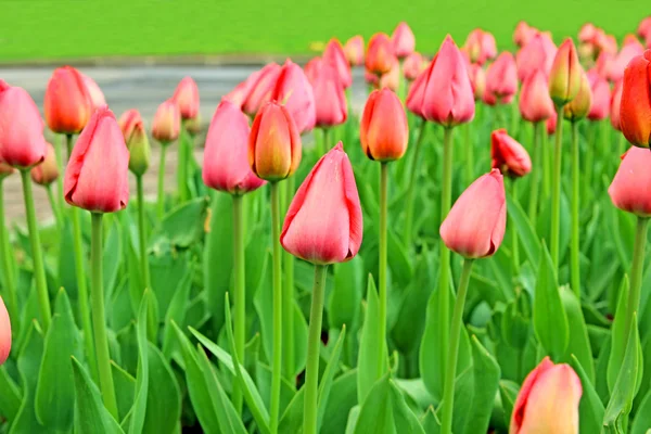 Many of bright pink tulips — Stock Photo, Image