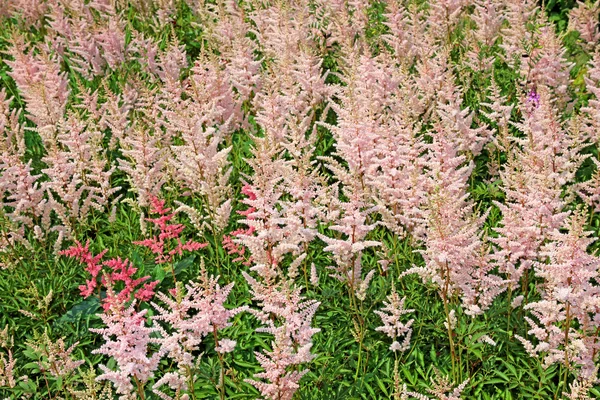 Viele Blütenstände von rosa Astilben — Stockfoto
