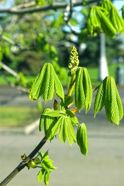 Horse chestnut flower buds on a branch — Stock Photo, Image