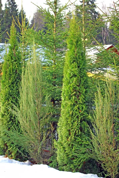 Arborvitae and cypress trees in winter — Stock Photo, Image