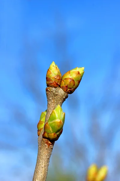 Unge blomstrende knopper af lilla - Stock-foto