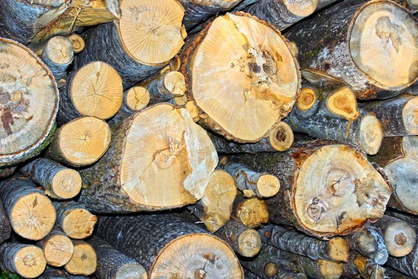 제재소에서 트림된 자작나무 로그 — 스톡 사진