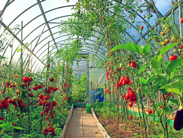 온실에 있는 붉은 토마토와 푸른 토마토 — 스톡 사진