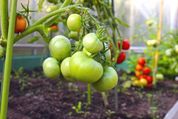 Bando de tomates verdes em um ramo — Fotografia de Stock