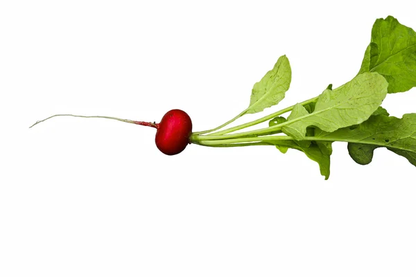 Fresh red radish with leaves isolated — Stock Photo, Image