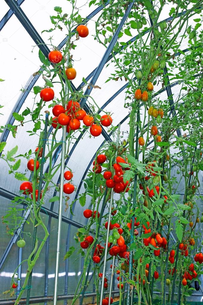 Red and green tomatoes in a greenhouse