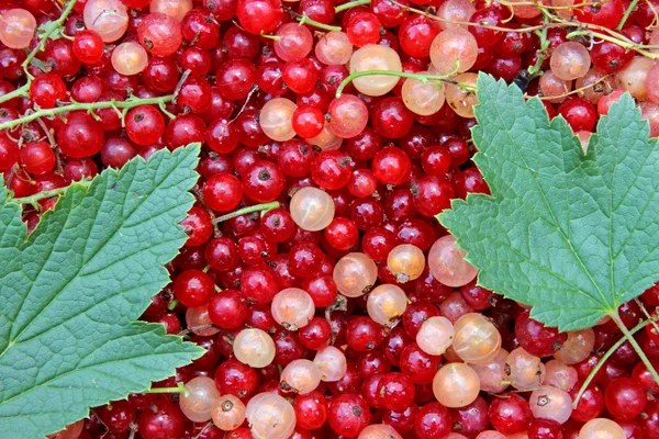 Hintergrund der vielen Beeren rote und weiße Johannisbeeren mit grünen — Stockfoto