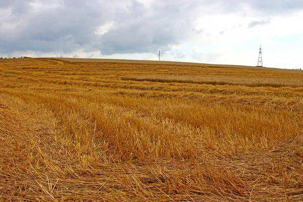 Harvesting ripe rye ears in a field — Stock Photo, Image