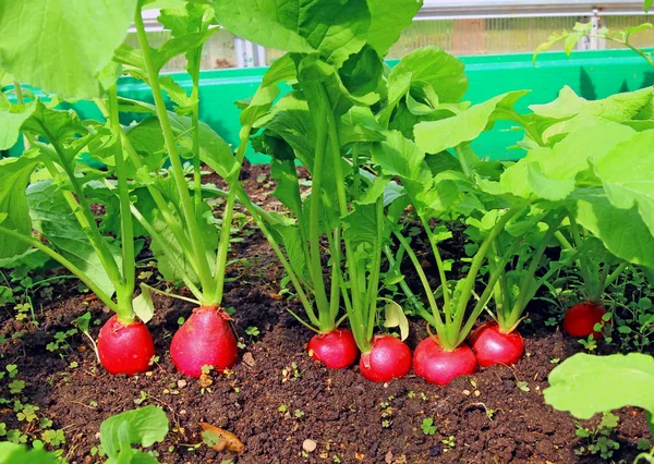 Rábano rojo que crece en el jardín — Foto de Stock