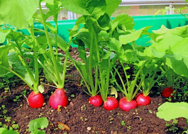 Rode radijs groeien in de tuin — Stockfoto