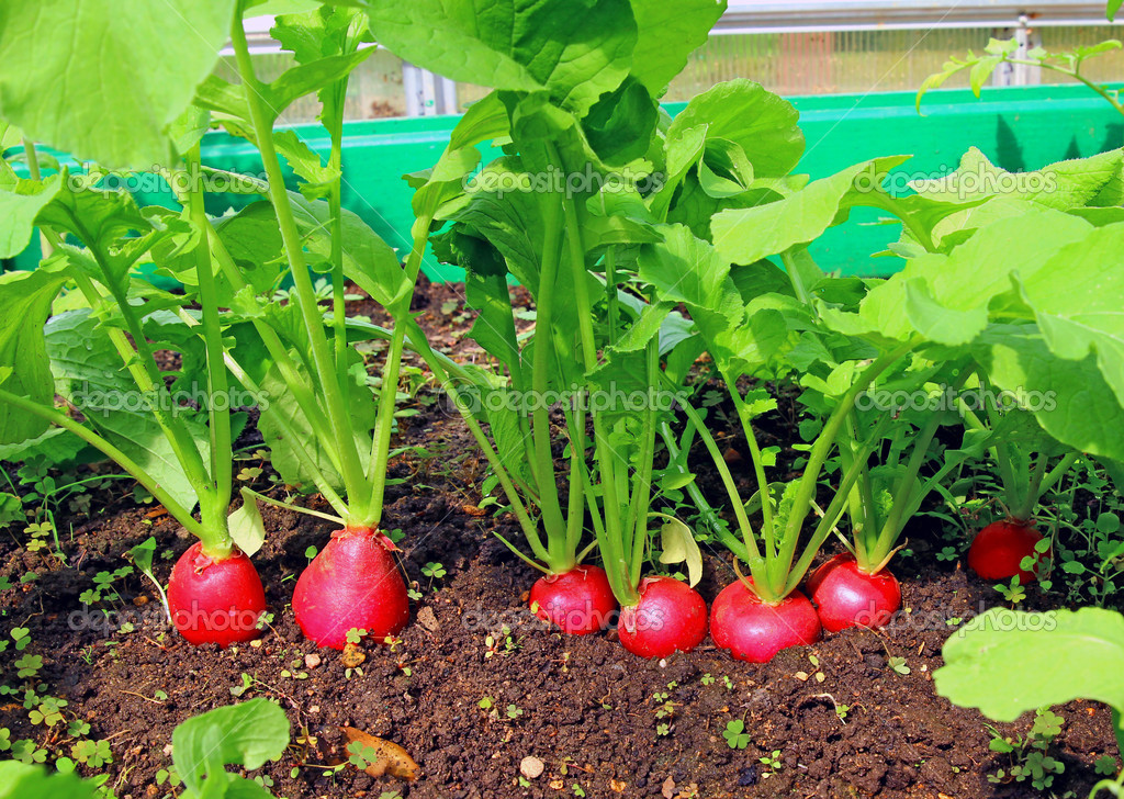 Roter Rettich wächst im Garten Stockfotografie