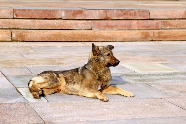 taş döşeme üzerinde yalan uyanık kahverengi köpek