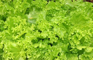 Oluklu yaprakları taze sebze salatası