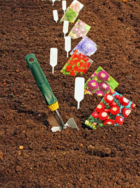 Semear sementes no solo no jardim — Fotografia de Stock
