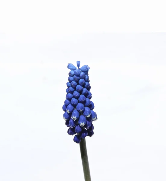 Fleurs de muscari bleu isolées — Photo