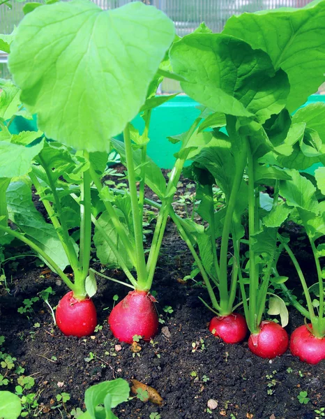 Rode radijs groeien in de tuin — Stockfoto