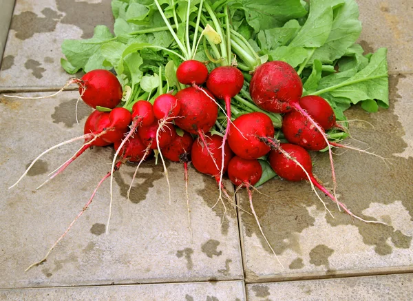 Fresh red radish with leaves — Stock Photo, Image