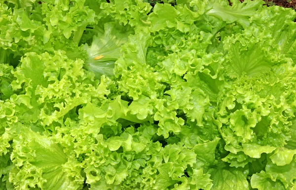 Corrugated leaves of fresh vegetable salad — Stock Photo, Image